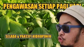 PENGAWASAN DAN CONTROL SETIAP PAGI HARI TANAMAN HIDROPONIK SELADA & PAKCOY - Hidroponik Atap Rumah