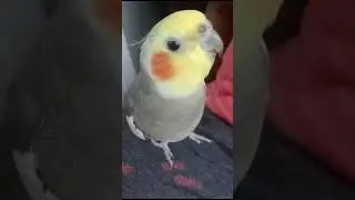 Melodies of Joy: Cockatiel Singing