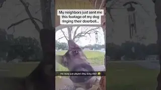 This dog is an absolute SAVAGE😂#dogs #shorts