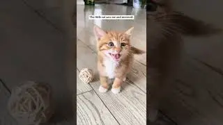 The bird became the kitten's mother and never abandoned him.