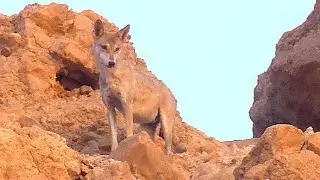 Arabian Wolf catches Ibex kid, 狼الذئب العربي זאב טורף גדי יעלים گرگ