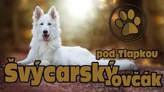 BÍLÝ ŠVÝCARSKÝ OVČÁK | O PLEMENU