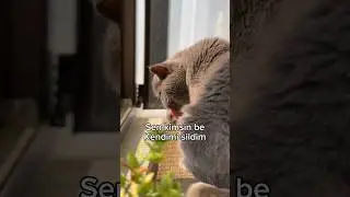 Sen kimsin be! Kendimi sildim #shortvideo #cat #youtubeshorts #kedi #catlover #kediseverler #shorts