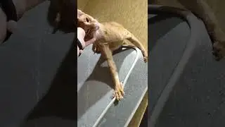 самый ласковый любимый мальчик 😺 