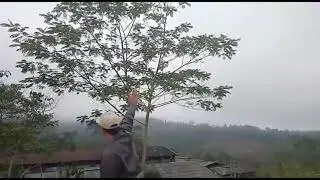 Dragon Fan Movie Live in Village