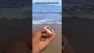 I released the sea urchins that live at the bottom of the ocean back into the ocean|| #shorts #beach