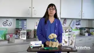 Responsible Pet Ownership v2