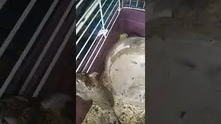 Белка 🐿️ и хомяк 🐹