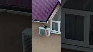 Вот так сушат кроссы в Сочи в#nature #врекомендации #travel#cat#song