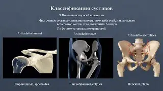 Введение в артрологию