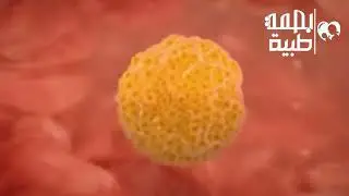 شاهد كيف تحدث الدورة الشهرية بالتفصيل | مشاهد لم تراها من قبل