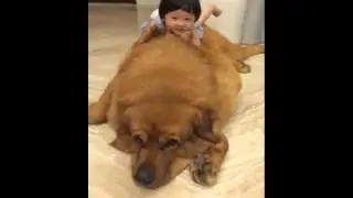 Biggest dog in the world