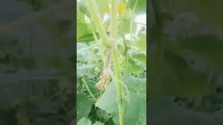 огурец. вырастить.