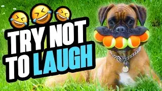 Funniest Dog Videos | Hilarious Hijinks and Adorable Antics