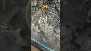Look at that! what a beauty! #zoo #snake #reptiles #giant