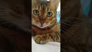 не снимай меня, кожаный