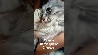 кот рассказал про самых популярных блогеров