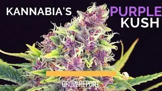 Kannabia's Purple Kush Grow Report