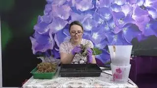 КАК ПЕРЕСАДИТЬ ФАЛЕНОПСИС / ПЕРЕСАДКА ОРХИДЕЙ