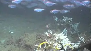 Lophelia II: Viosca Knoll 826 YouTube 5$