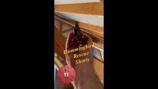 Animal Rescue, Hummingbird #Shorts
