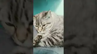 Кошаку скучно #music