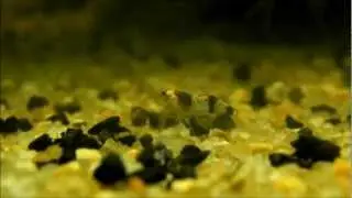 Un ,,NANO provizoriu,, by Bitanu