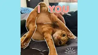 Cute And Funny Cats Videos ( Compilation meme cats )
