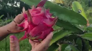 KAHIT NAPABAYAAN TANIM KO NAMUNGA PARIN, GRABE WALA KANG TALO DITO! DRAGON FRUIT FARMING | D' Green