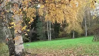 Золотая осень России красивое видео