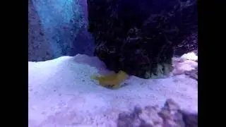 Yellow Watchman Goby and Tiger Pistol Shrimp GO PRO view