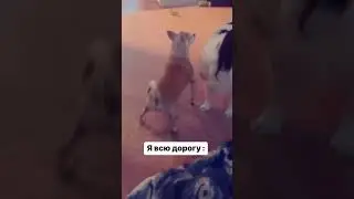 когда жена услышала знакомую песню по радио🤣 #shorts #приколы