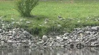 Птенцы чайки
