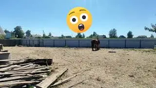 Зорька Бобруйск 🐎