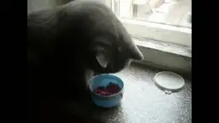 British domestic cat steals meat