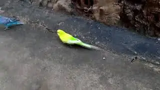 👊👊Periquita fêmea vs periquito macho' 👊👊