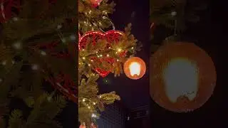 Merry Christmas #xmas #merrychristmas #amsterdam #europe #travel #trees #babyshorts