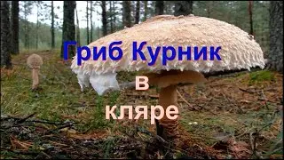 Грибная пора! Курник в кляре.