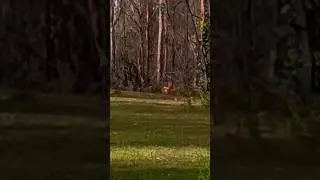 pack of red wolves hunting sighted  in forest#trending #wildlife #funny
