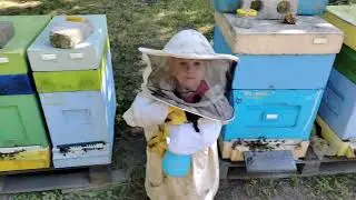 Результат обработки полосками от клеща 