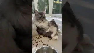 He Made a Mess… Then Hid in Dad’s Fluff! 😹🐾