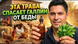 Натуральная защита для кур: скрытый травяной рецепт, который агробизнес не хочет тебе показывать