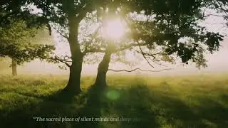 Peaceful Forest | Emotional Piano Instrumental Music | Into Oblivion by Darren Curtis