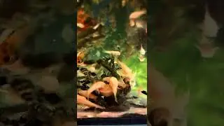 ПРИСОСКА 👀👈