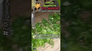 Как заготовить КИНЗУ впрок #Заготовки на зиму один из способов | часть 3-я🌿10 июня🌿