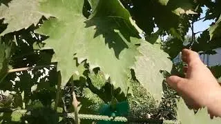Состояние прививок 21.08.18