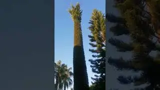 Анталия. Утро. Любуемся красотой.