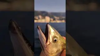 Немного по хулиганил🤗 рыбалка в Ялте.