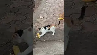 cat eating sweetcorn