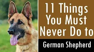 11 Things You Must Never Do to Your German Shepherd